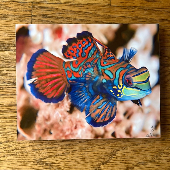 Exotic Tropical Mandarin Gobi Fish Lithography - Picture 2 of 9